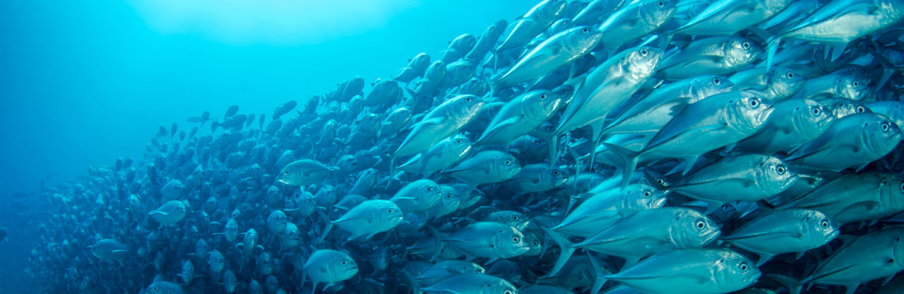 Keep up to date with our activities!