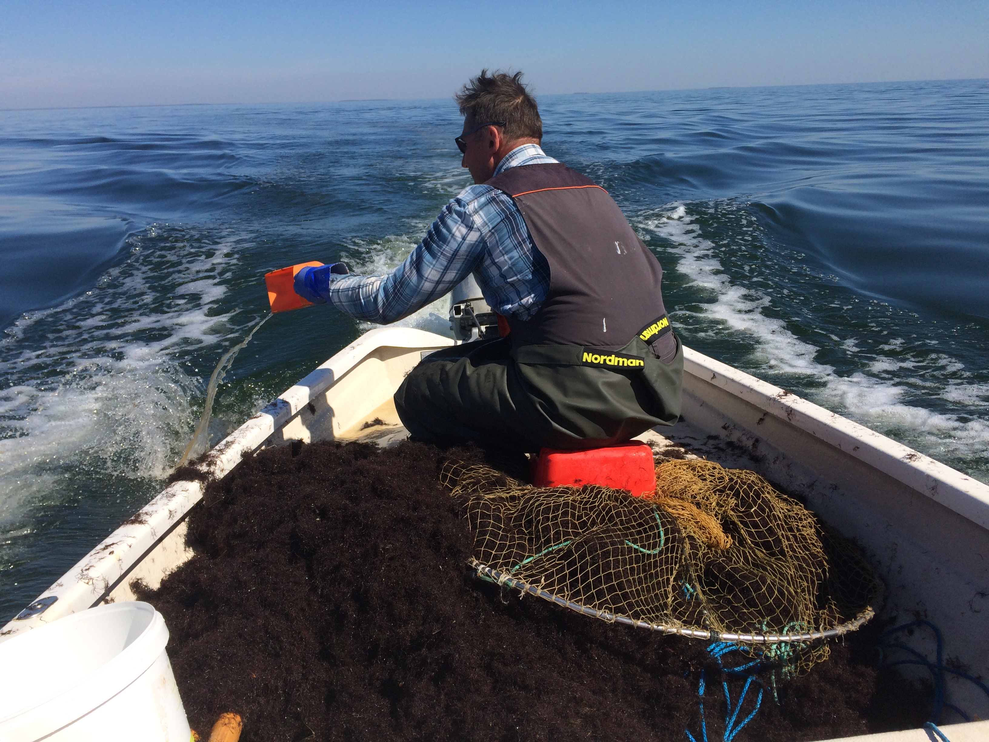 Harvesting seaweed - Efthalia Arvaniti