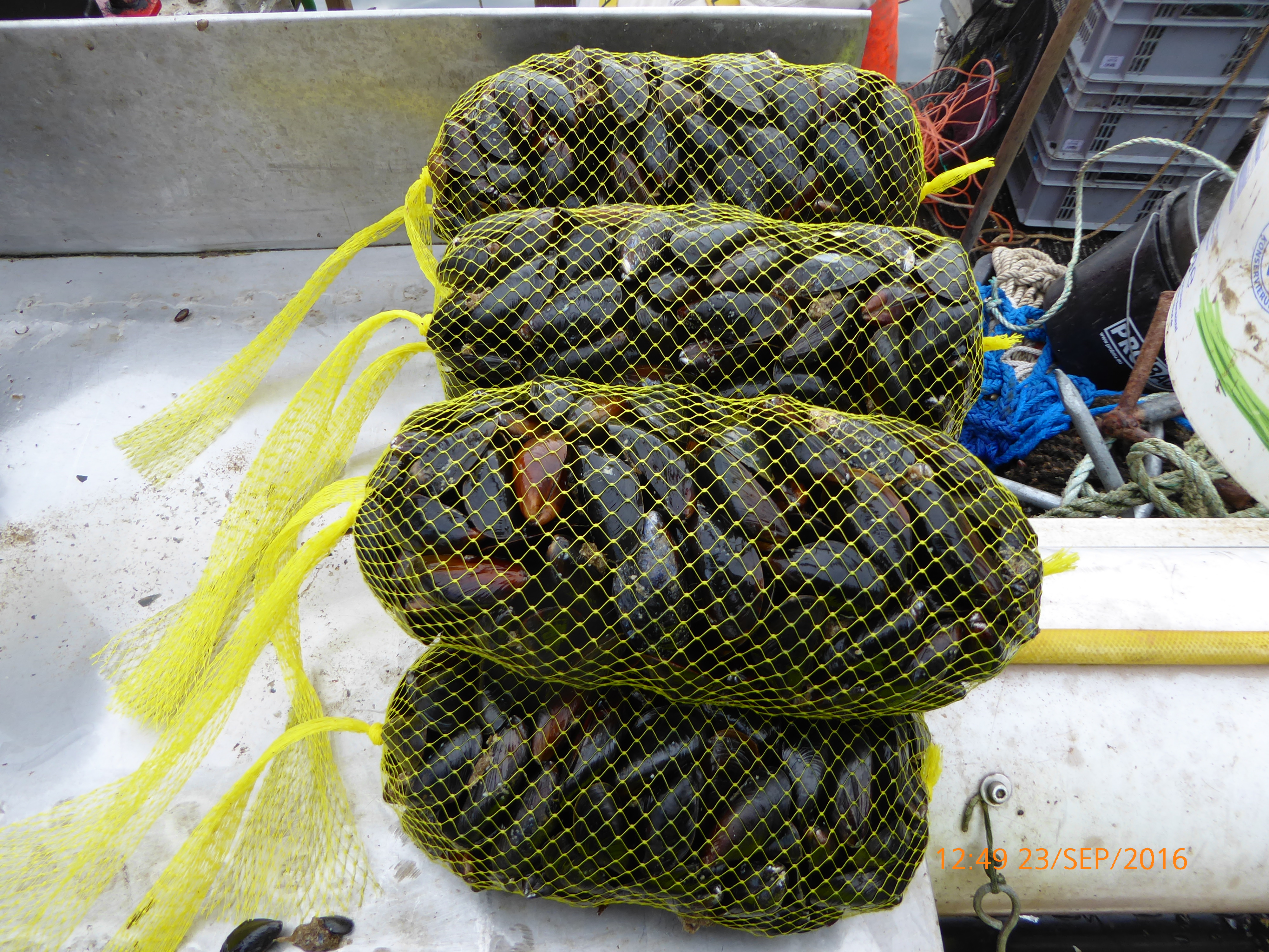 Single-use plastic nets - Efthalia Arvaniti